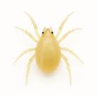 Amblyseius swirskii predatory mite on a white background – beneficial mite used in biological control of thrips, whiteflies, and other greenhouse pests.
