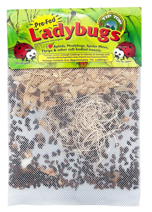 Lady bird ☆ Z WindUps Walking Ladybug: Lori – TANTRUM