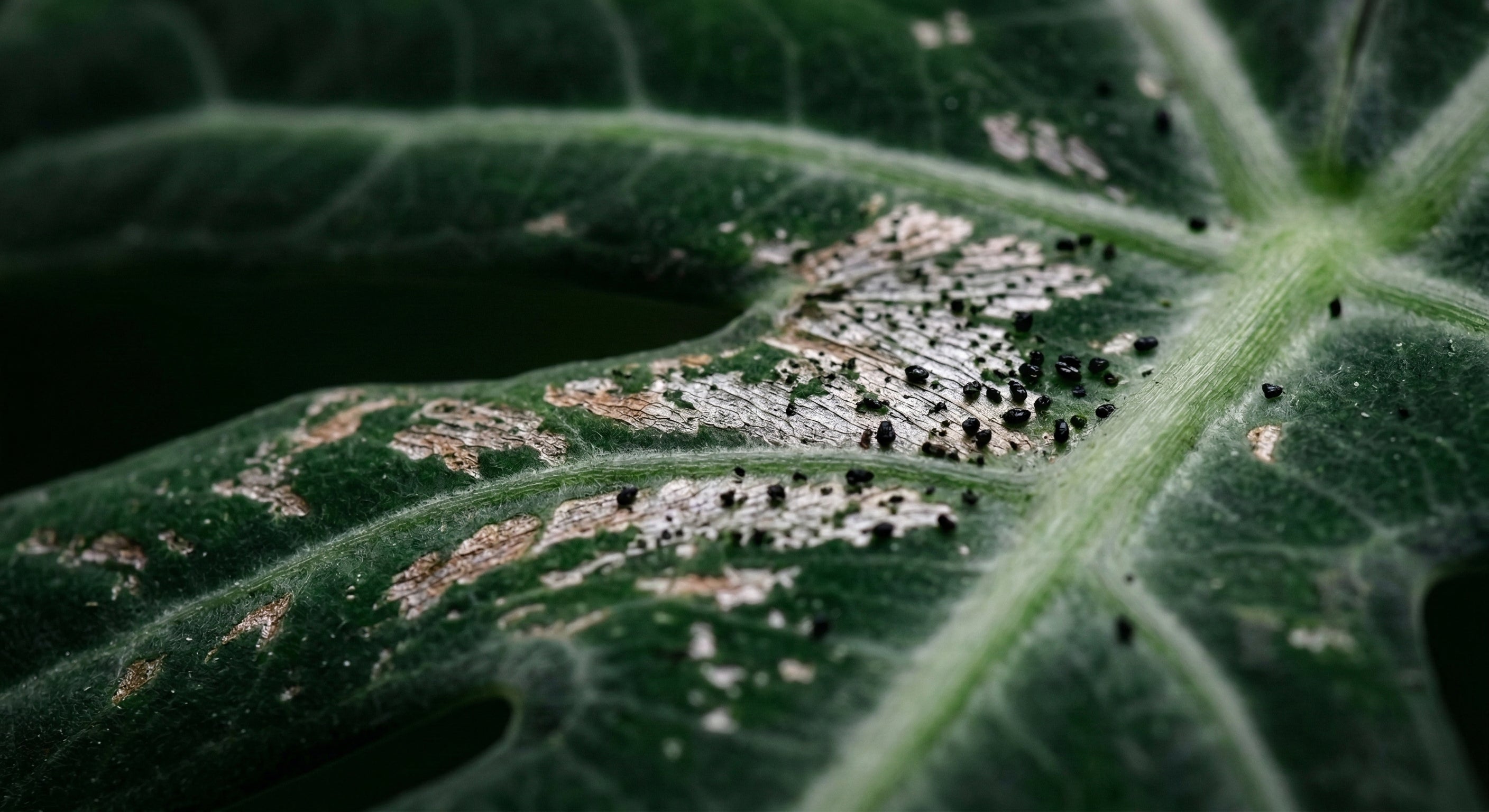 Thrips feeding damage — silver streaking and frass on leaf surface