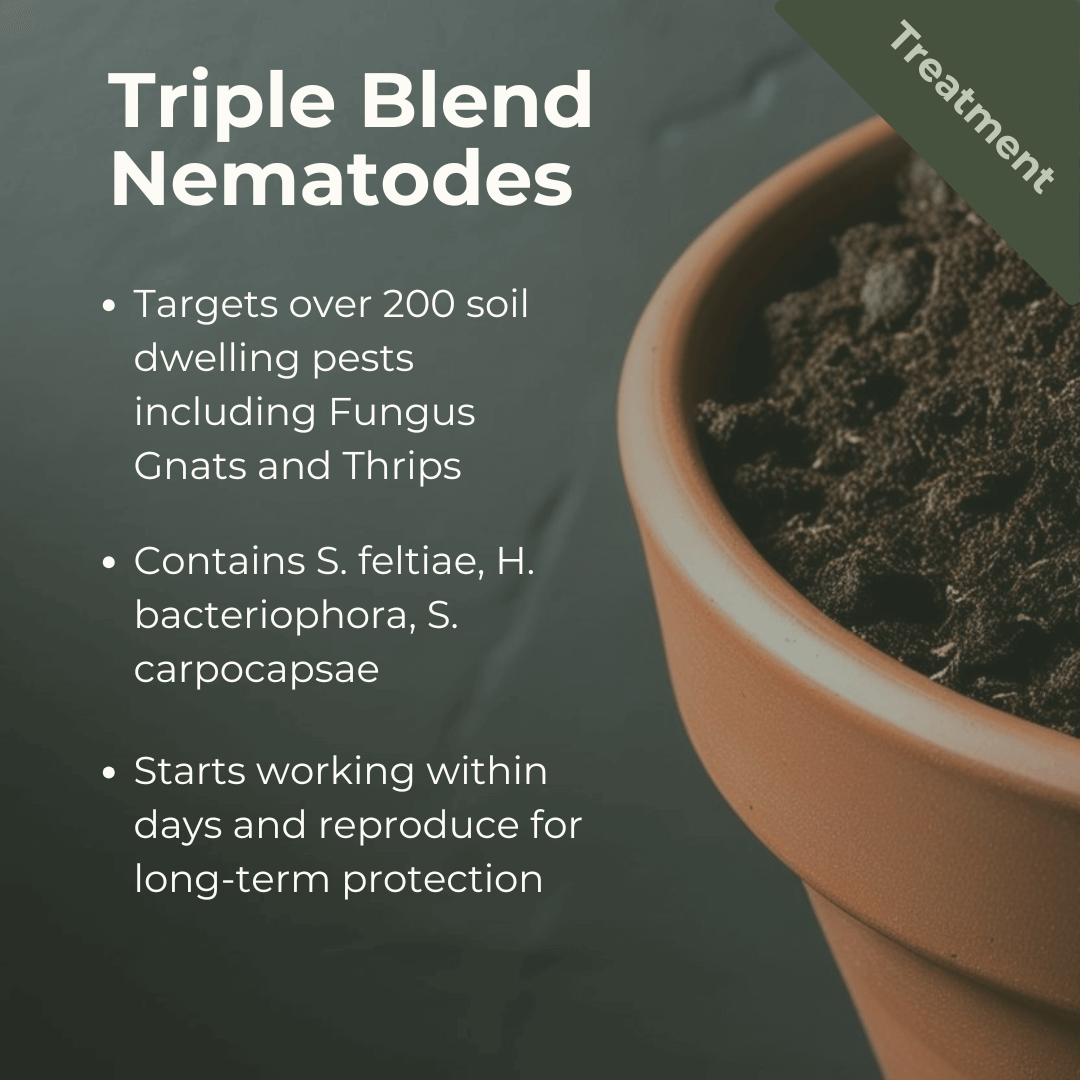 Triple Blend Nematodes for soil pest control in a pot; contains S. feltiae, H. bacteriophora, S. carpocapsae; effective against garden pests.