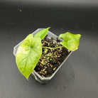 Rare Alocasia scalprum Aurea Variegated with golden-yellow variegation, elongated leaves, and rippled edges in a pot.