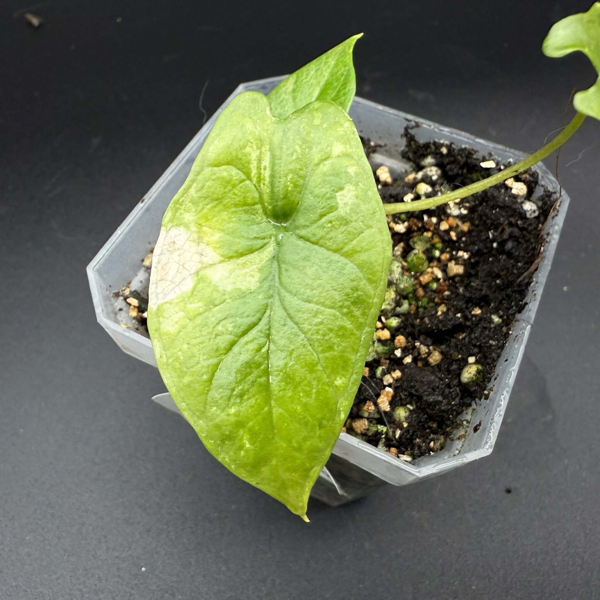 Alocasia scalprum Aurea Variegated plant with golden-yellow variegated leaf in a pot, showcasing rare tropical foliage.