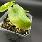 Rare Alocasia scalprum Aurea Variegated with golden-yellow variegation in a pot, showcasing its unique paddle-like leaves.