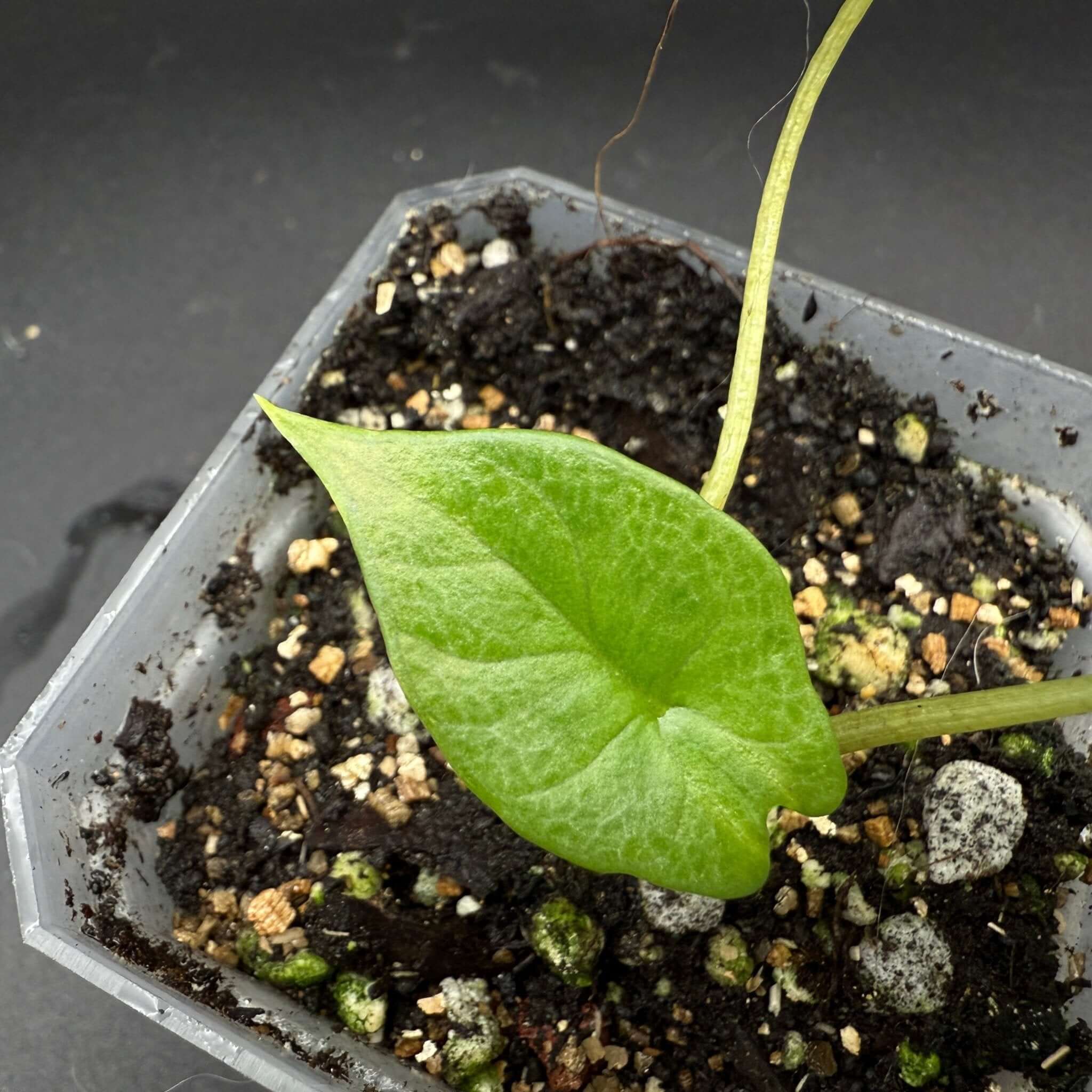 Alocasia scalprum Aurea Variegated plant leaf in pot, showcasing unique paddle-like and variegated foliage in a soil-filled container.