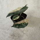 Alocasia "Yucatán Princess" variegated Aurea plant with bronze-green leaves and variegated chartreuse, lemon, and pink tones.