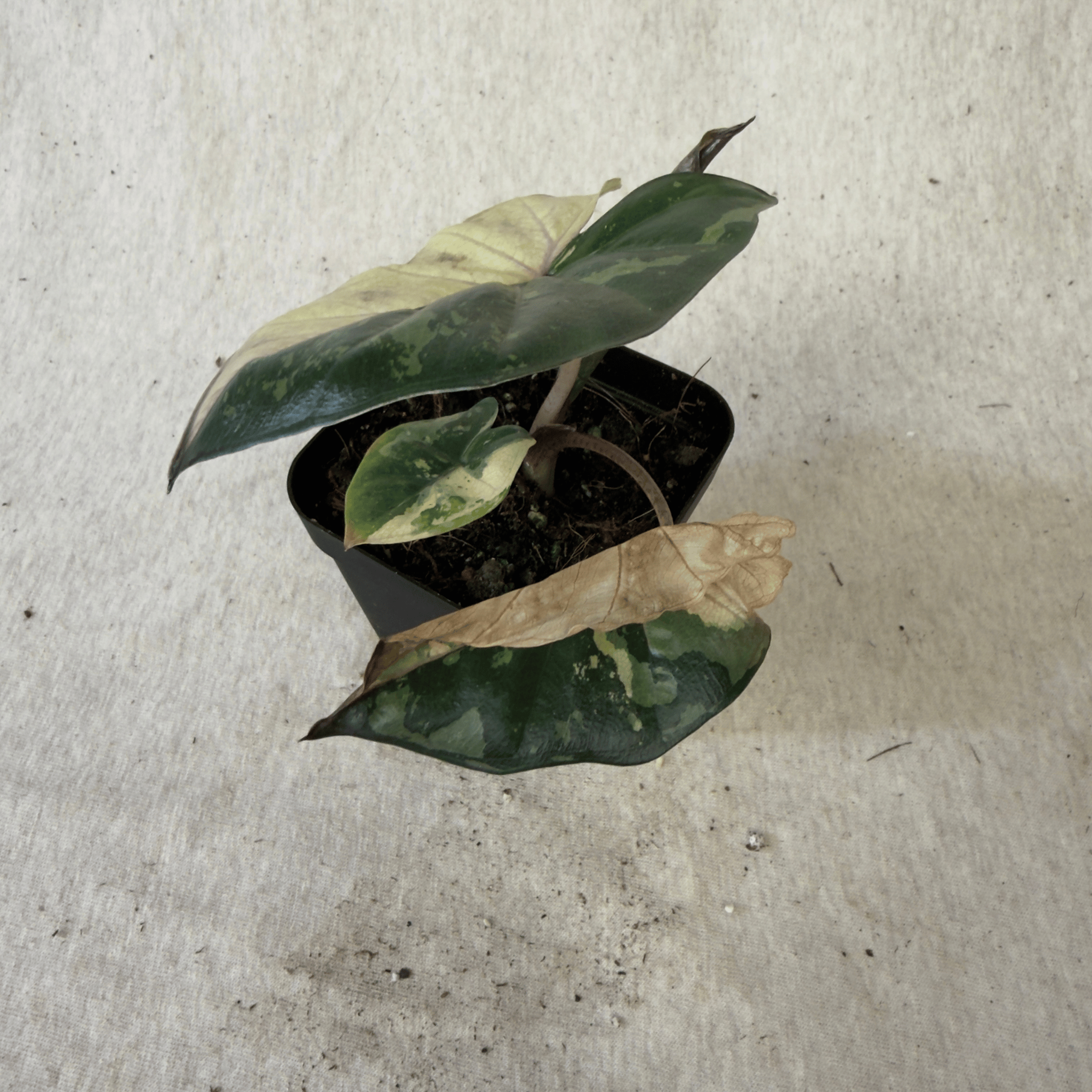 Alocasia "Yucatán Princess" variegated Aurea plant with bronze-green leaves and variegated chartreuse, lemon, and pink tones.