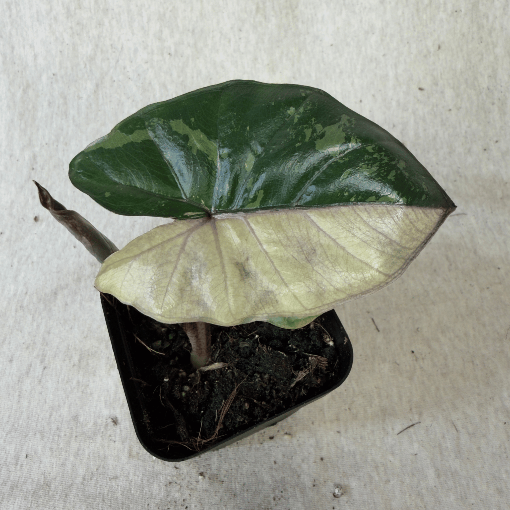 Alocasia "Yucatán Princess" variegated Aurea with glossy green, chartreuse, and cream leaves in a pot.