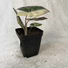 Alocasia "Yucatán Princess" variegated Aurea plant with bronze-green leaves in black pot