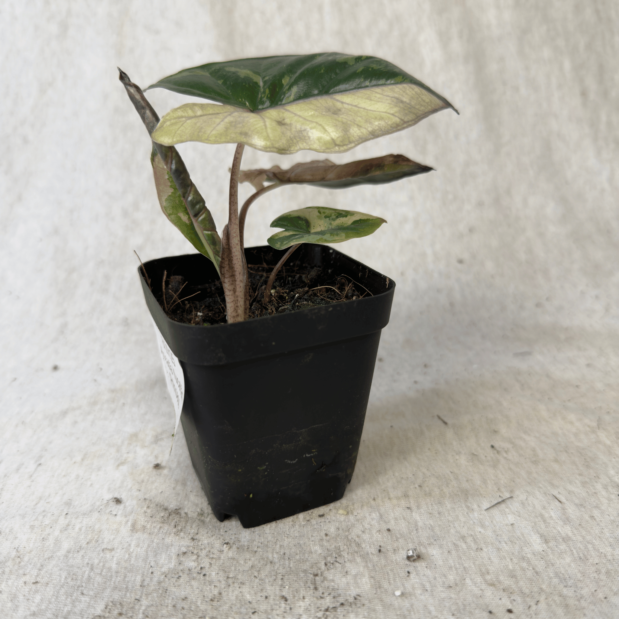 Alocasia "Yucatán Princess" variegated Aurea plant with bronze-green leaves in black pot