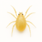 Amblyseius swirskii predatory mite on a white background – beneficial mite used in biological control of thrips, whiteflies, and other greenhouse pests.