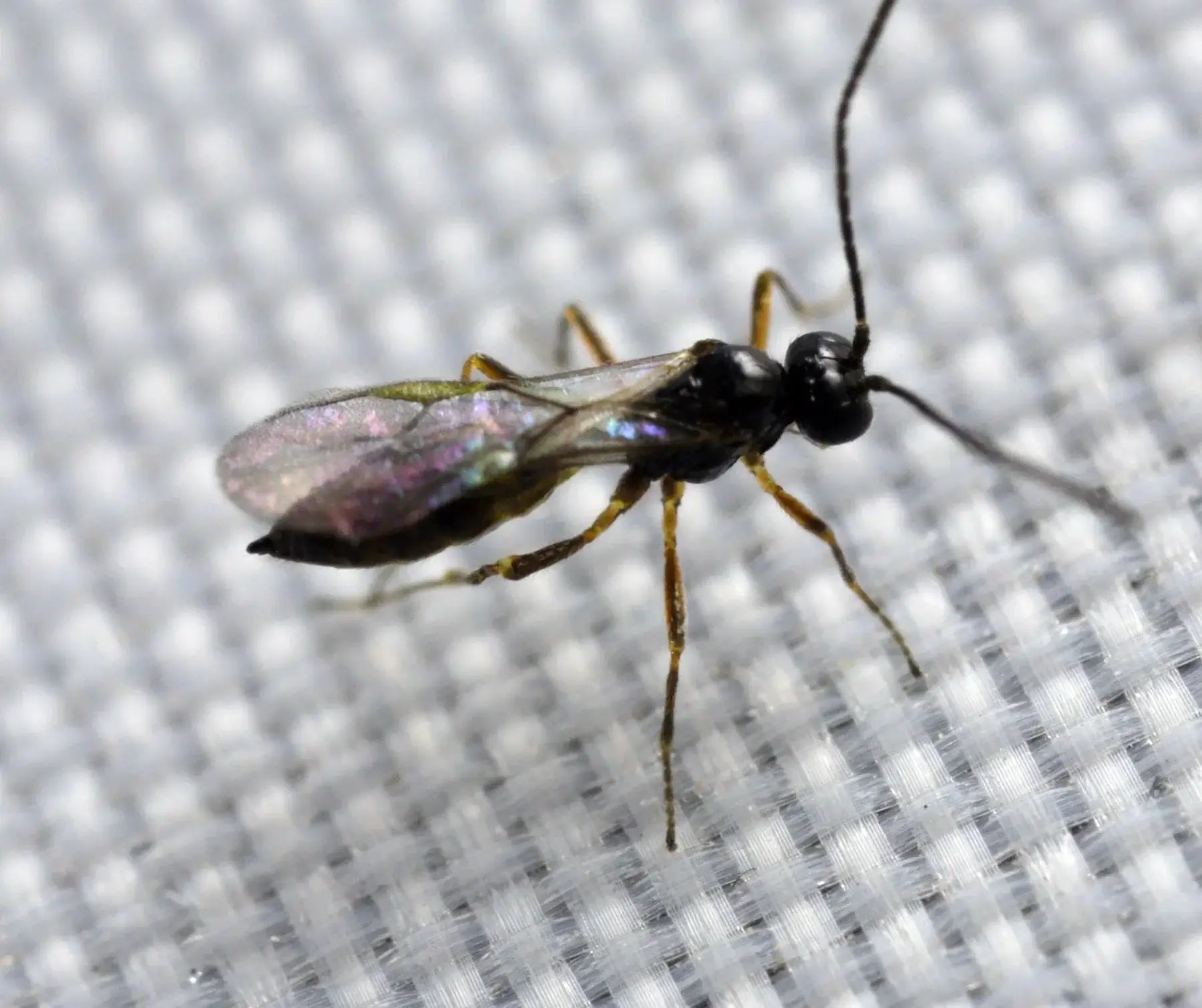 Aphidius colemani wasp, a parasitoid targeting over 40 aphid species, ideal for sustainable pest management in crops.