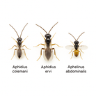 Parasitic wasps Aphidius colemani, Aphidius ervi, and Aphelinus abdominalis on white background – beneficial insects for biological control of aphids in greenhouses and crops.