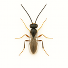 Aphidius colemani parasitic wasp on pure white background – beneficial insect used for biological control of aphids in greenhouse and crop systems.