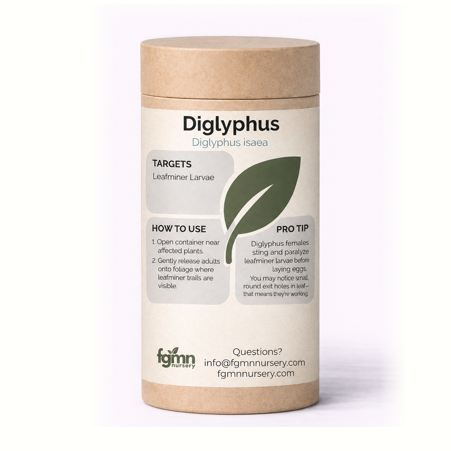 Kraft tube of FGMN Diglyphus isaea parasitoid wasps, labelled for leafminers.