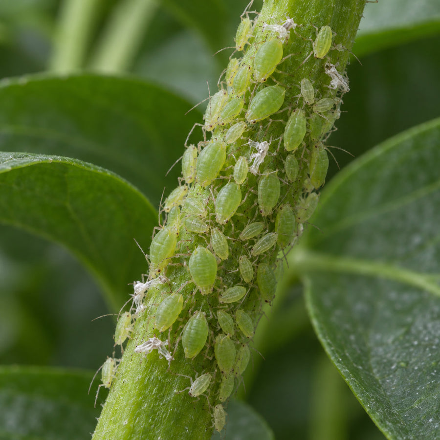 A plant stem crowded with soft-bodied green aphids of mixed sizes, with a few pale shed skins among them.