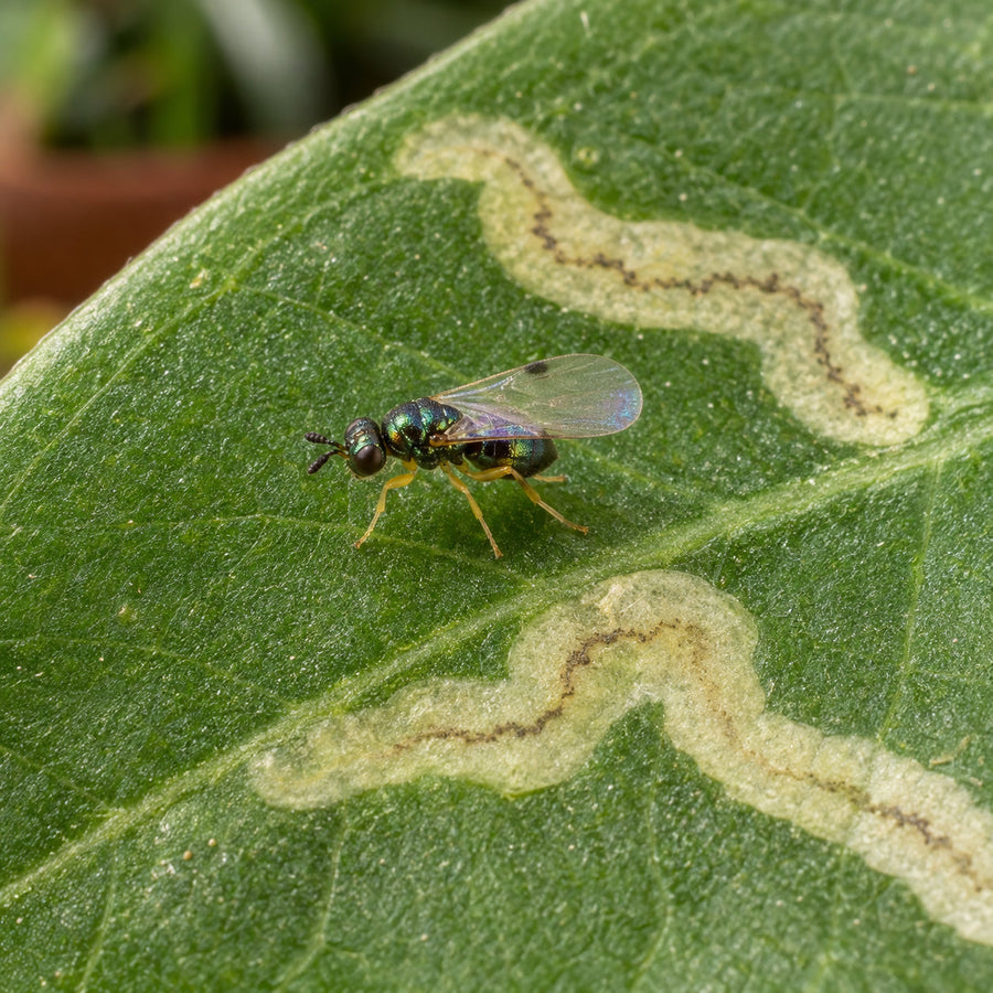 A Diglyphus isaea wasp beside serpentine leaf mines.