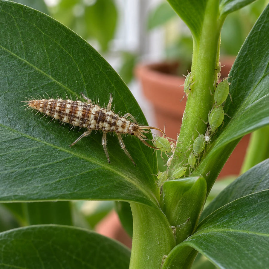 A green lacewing larva feeding on an aphid.