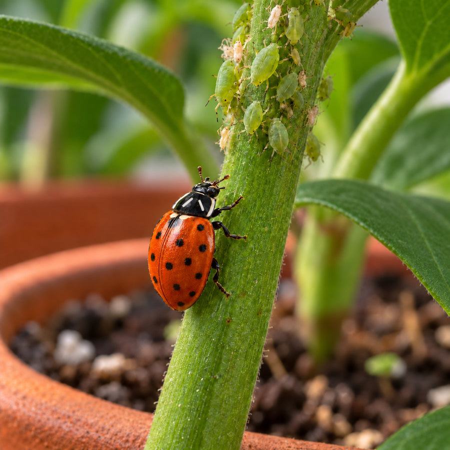 A single Hippodamia convergens ladybug on a plant stem crowded with aphids.