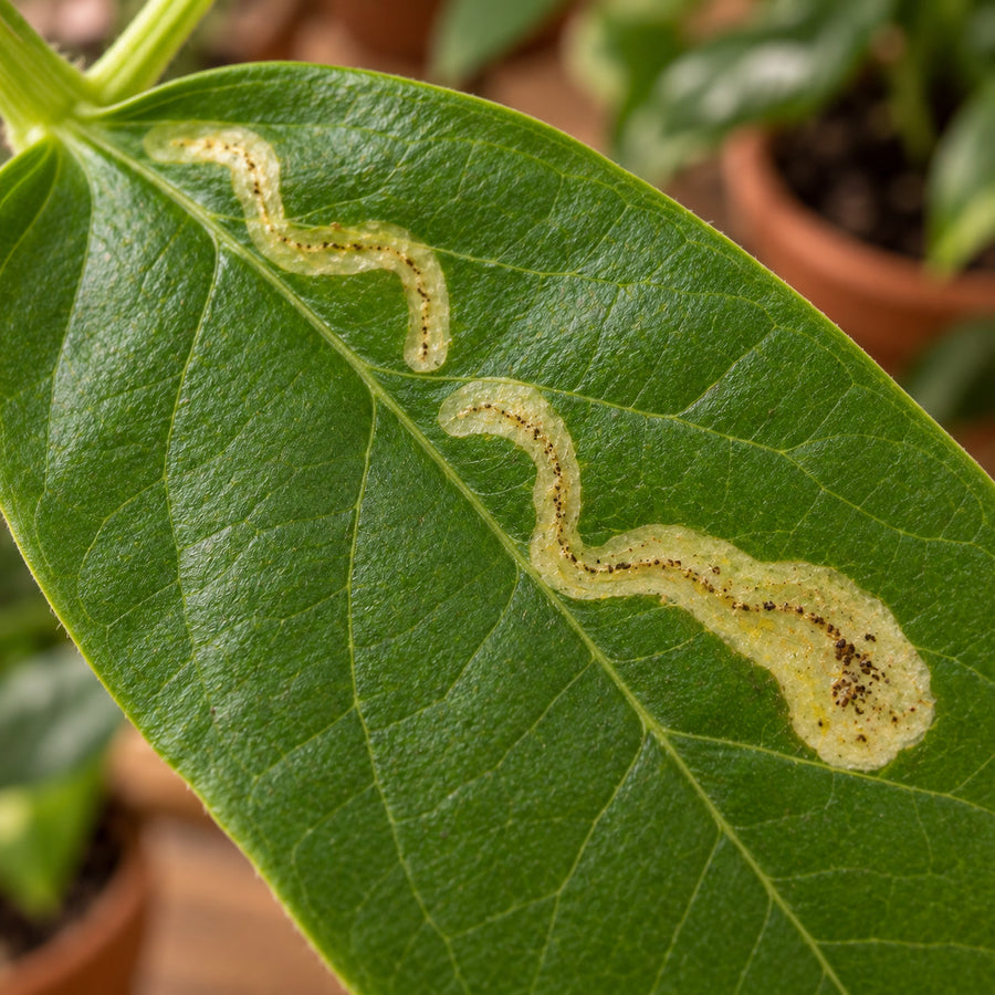 Serpentine leafminer mines winding through a leaf.