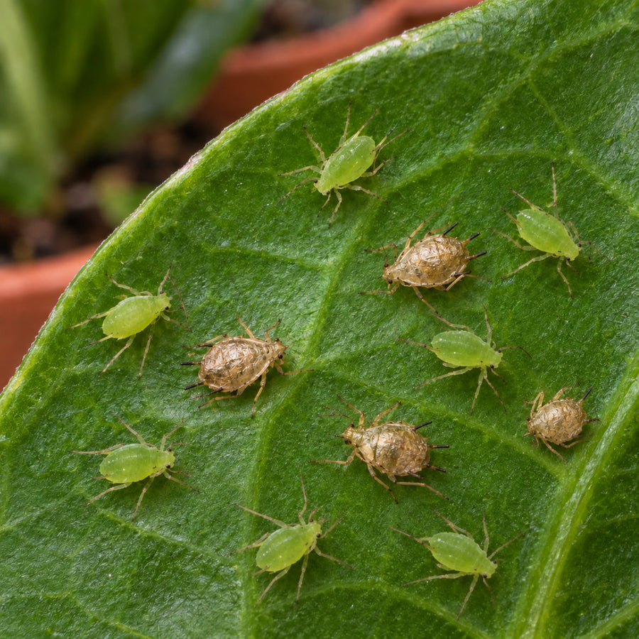Bronze aphid mummies among live green aphids on a stem.