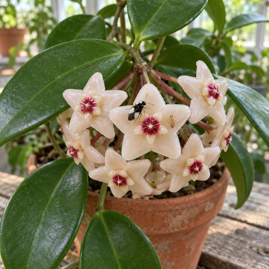 An Orius insidiosus adult hunting on the flower of a potted Hoya.