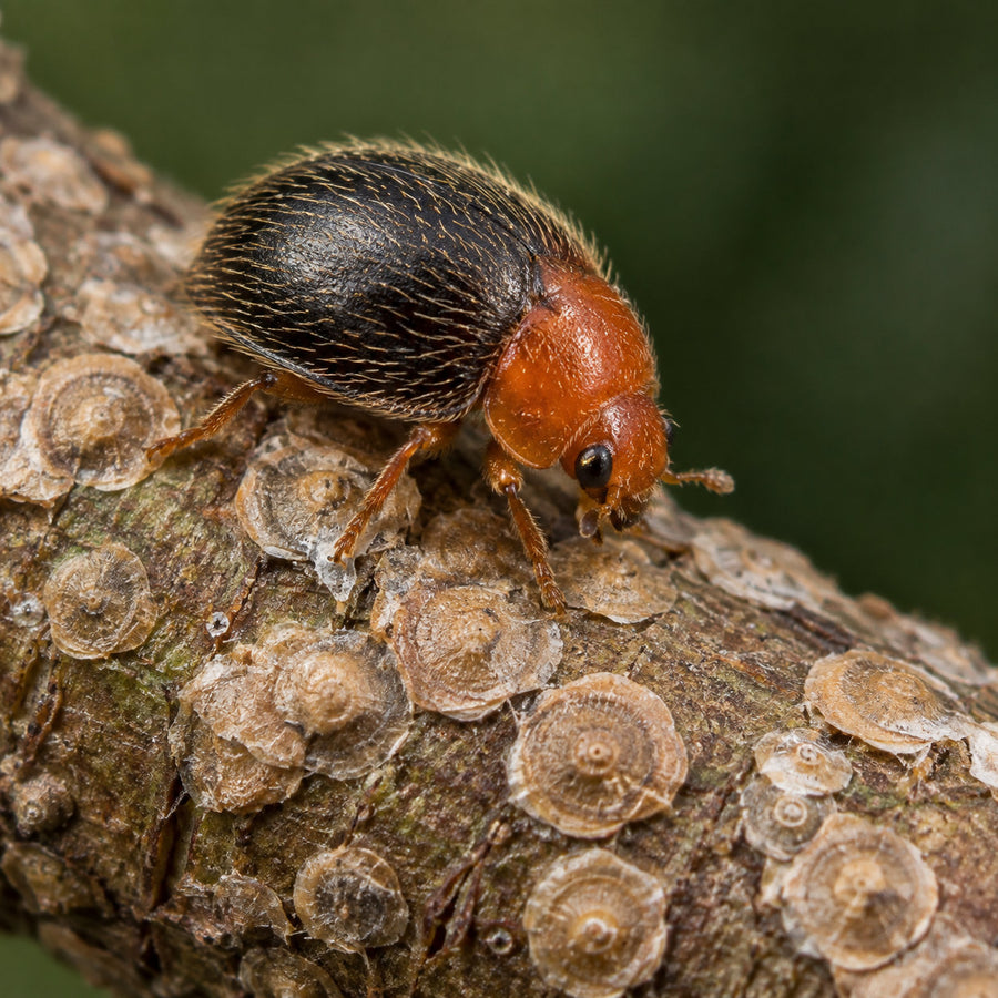A Rhyzobius lophanthae beetle beside armored scale on a stem.