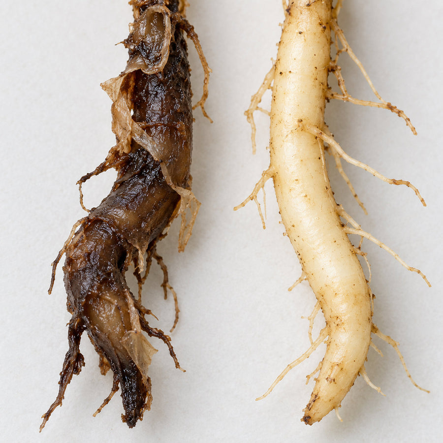 A collapsed dark brown rotted root beside a firm pale cream healthy root from the same plant.