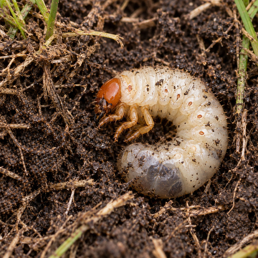 A white scarab grub curled in soil.