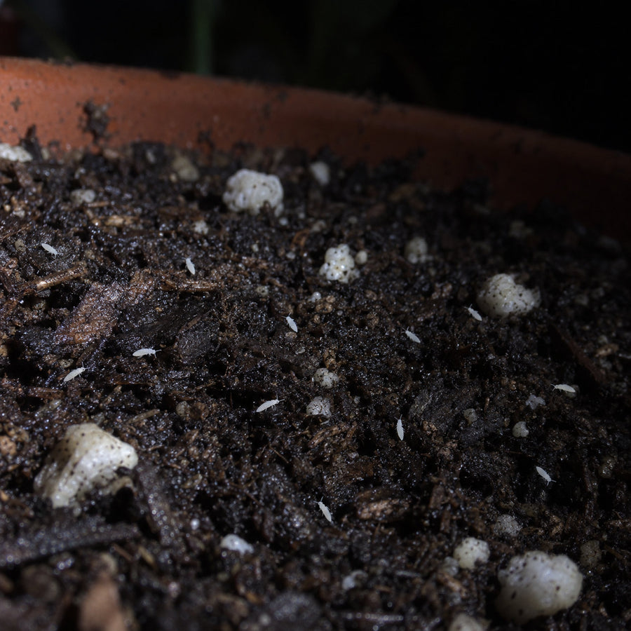White springtails scattered across the damp soil surface of a potted plant, seen by torchlight at night.