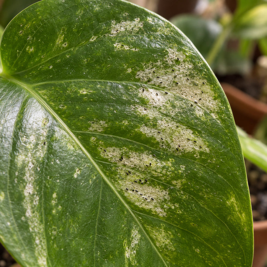 Thrips feeding damage: silvered scarring and black specks on a leaf.