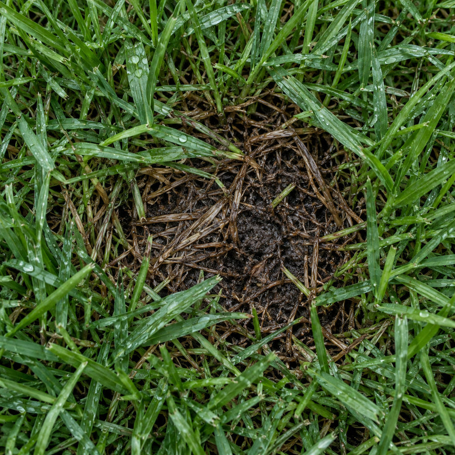 Lawn grass parted to show the thatch layer and soil beneath, visibly damp after a drench.