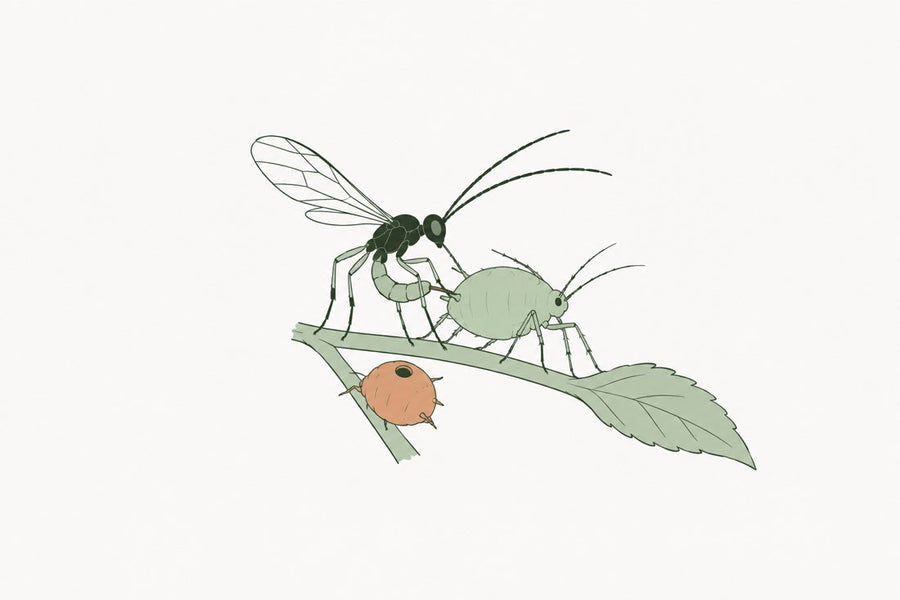 Ervi at a large aphid