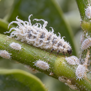 A Cryptolaemus montrouzieri larva, larger and with longer white wax tufts, feeding among a colony of mealybugs on a stem.
