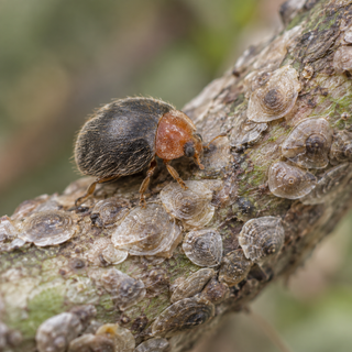 A Rhyzobius lophanthae beetle, with a reddish head and hairy dark wing covers, on a stem crusted with armored scale.