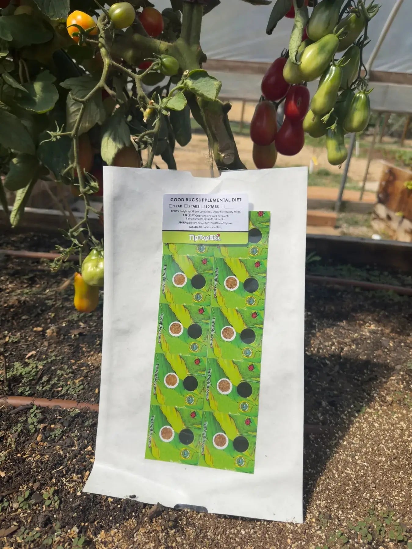 Packet of Good Bug Diet for predatory mites in a garden setting with tomatoes in the background.