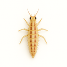 Green lacewing larva (Chrysoperla rufilabris) on pure white background – beneficial insect predator for controlling aphids, thrips, and other soft-bodied pests in greenhouse and crop systems.