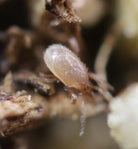 Close-up of Hypoaspis miles (Stratiolaelaps scimitus), a predatory mite effective for pest control in soil and plants.