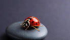 Ladybug Gift - Natural pest control solution featuring a ladybug on a stone, ideal for gardens and greenhouses.