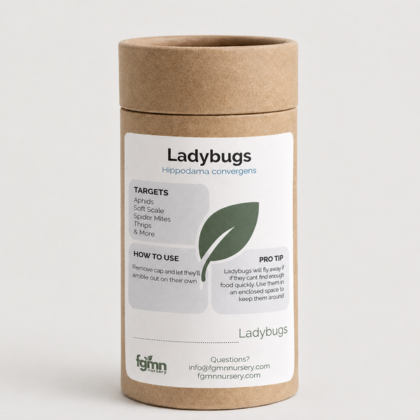 Ladybugs for aphid control