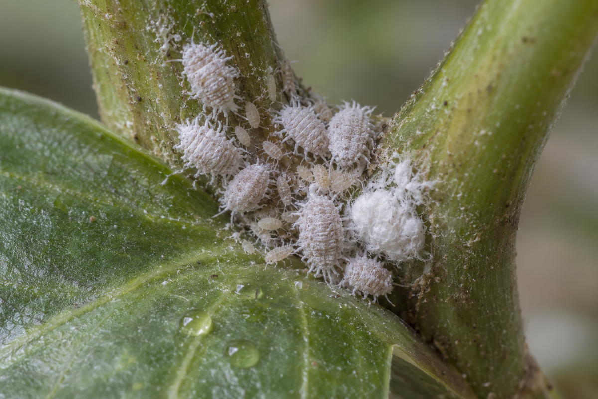 A colony of citrus mealybugs, crawlers and a cottony egg sac in the leaf joint of a houseplant, with honeydew droplets on the leaf