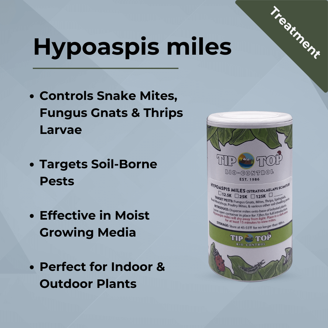 Hypoaspis miles product for controlling pests like snake mites and fungus gnats in indoor and outdoor plants.