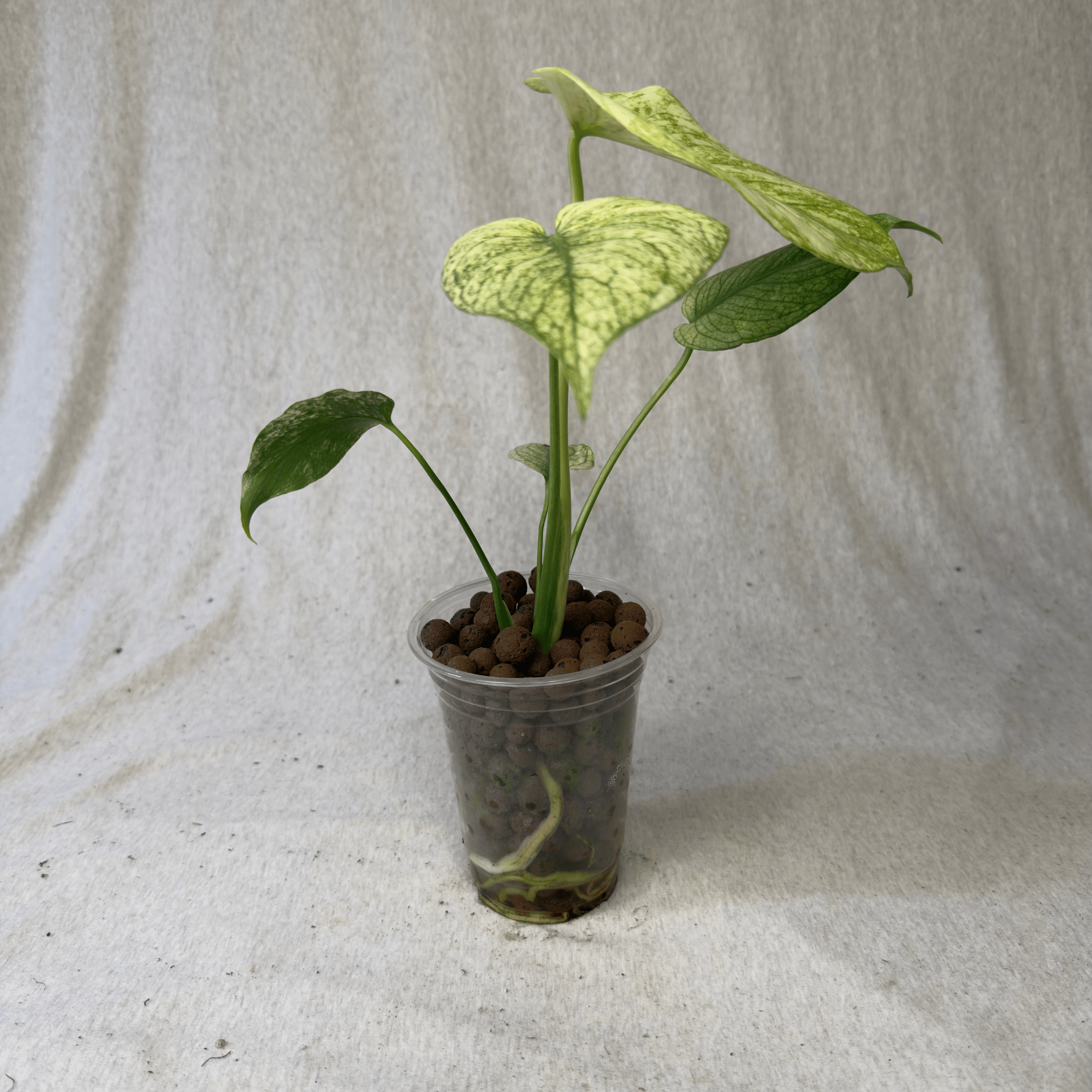 Monstera White Monster Denser plant with dense white marbling in a clear pot.