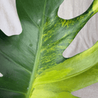 Close-up of Monstera Yellow Marilyn - Exact Plant showing vibrant yellow and green variegation on fenestrated leaves.