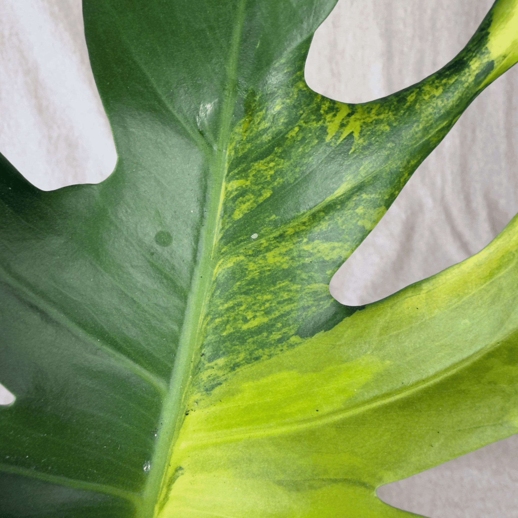 Close-up of Monstera Yellow Marilyn - Exact Plant showing vibrant yellow and green variegation on fenestrated leaves.