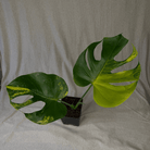 Monstera Yellow Marilyn - Exact Plant with vibrant variegated leaves in lemon yellow and deep green fenestrations.