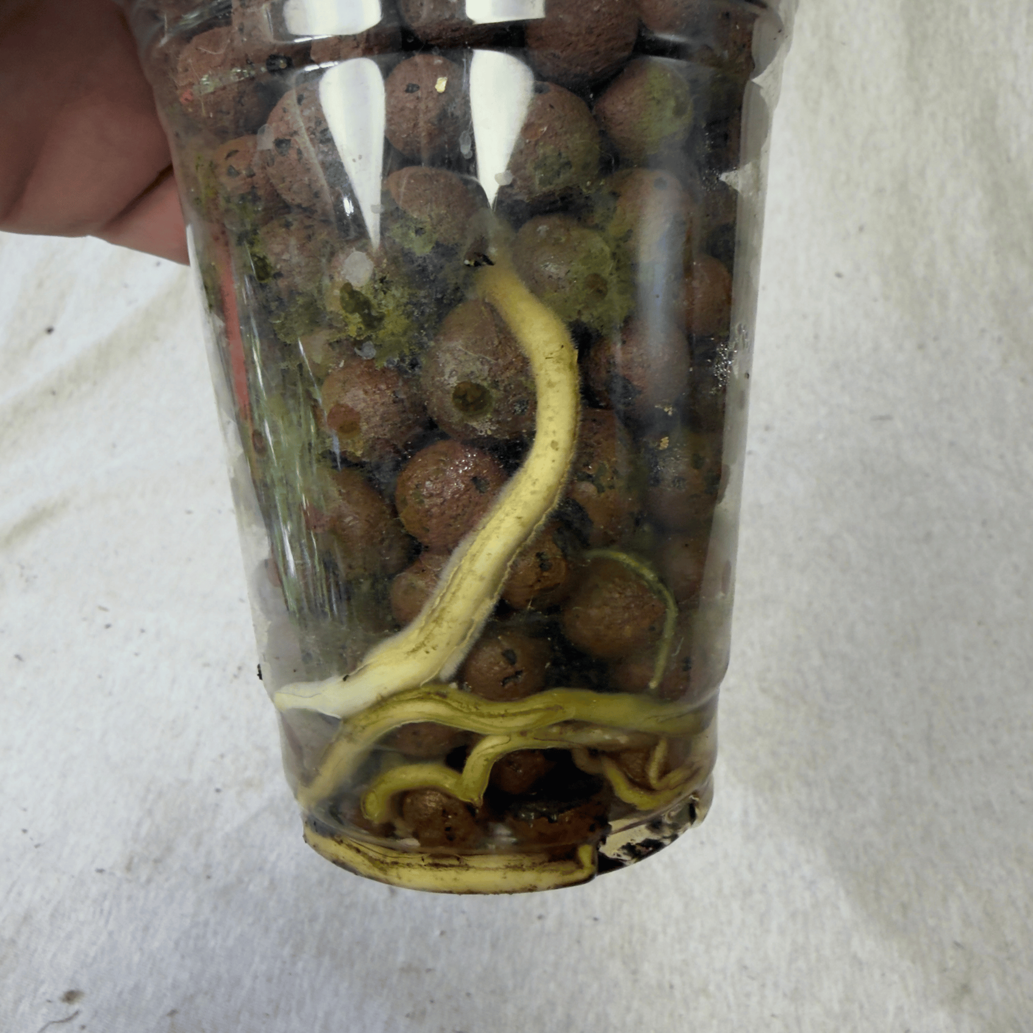 Monstera White Monster Denser plant showcasing roots in transparent pot with brown pebbles, highlighting soil-free growth.