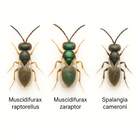 Macro photograph of parasitic wasps Muscidifurax raptorellus, Muscidifurax zaraptor, and Spalangia cameroni on white background – beneficial insects used in biological fly control for livestock and manure management.