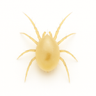 Neoseiulus californicus predatory mite on a white background – beneficial mite used in biological control of spider mites and other plant pests.