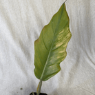 Philodendron Caramel Marble plant leaf with variegated colors of green and cream in a 4" pot, showcasing growth and stability.