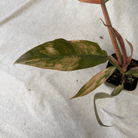 Philodendron Caramel Marble plant with variegated leaves in 4-inch pot showing caramel, butterscotch, cream, mint, and soft green colors.